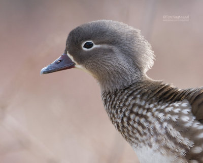 Mandarijneend - Manderin duck - Aix galericulata