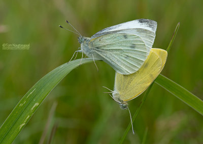 Klein koolwitje - Small White - Pieris rapea