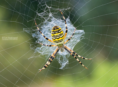 Wespspin of Tijgerspin - Wasp Spider - Argiope bruennichi