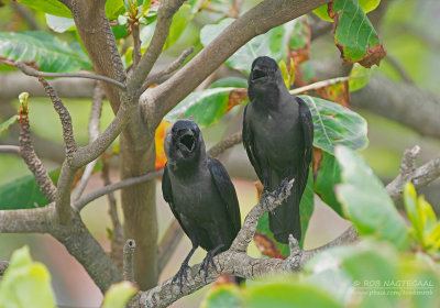Huiskraai - House Crow - Corvus Splendens
