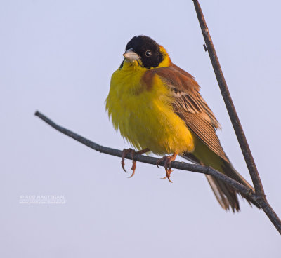 Zwartkopgors - Black-headed Bunting - Emberiza melanocephala