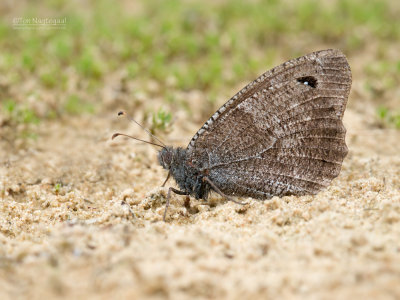 g9/35/632935/3/157443724.5DxScsYL.jpg
