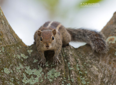 Indiase Palm Eekhoorn - Indian Palm Squirrel - Funambulus palmarum