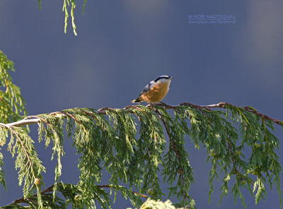 Canadese Boomklever - Red-breasted Nuthatch - Sitta canadensis