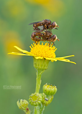 Blaaskopvlieg - Thick-headed fly - Sicus ferrugineus