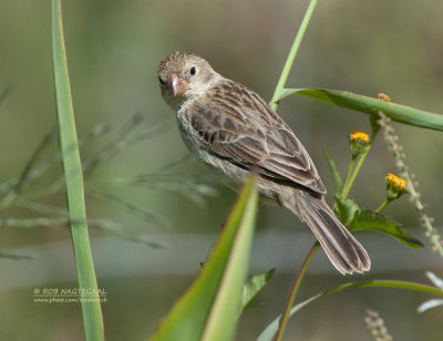 Roodkin-dikbekje - Chestnut-throated Seedeater - Sporophila telasco