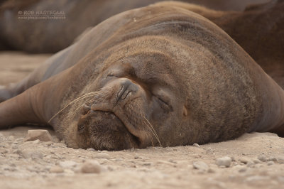 Patagonische zeeleeuw - Patagonian sea lion - Otaria flavescens