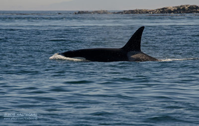 Orca - Killer Whale - Orcinus orca