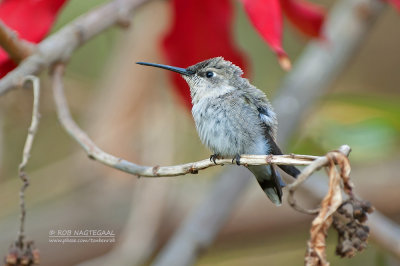 Atacama-kolibrie - Oasis Hummingbird - Rhodopis vesper