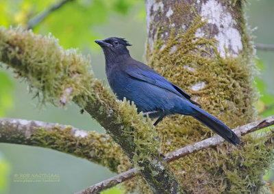 Stellers Gaai - Stellers Jay - Cyanocitta stelleri