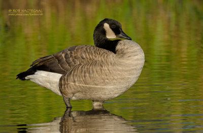 Canadese Gans - Canada Goose - Branta canadensis