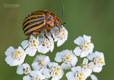 Coloradokever - Colorado potato beetle - Leptinotarsa decemlineata