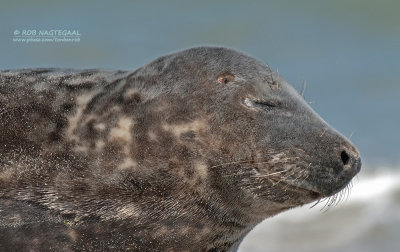 Grijze Zeehond - Grey seal - Halichoerus grypus