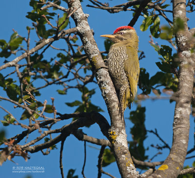 Geschubde Groene Specht - Scaly-bellied Woodpecker - Picus squamatus