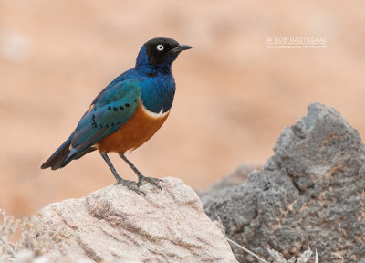 Driekleurglansspreeuw - Superb Starling - Lamprotornis superbus