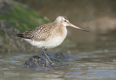 Rosse Grutto - Bar-tailed Godwit - Limosa lapponica