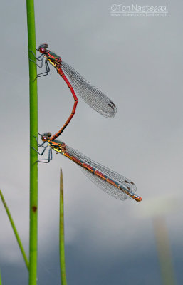 Vuurjuffer - Large Red Damselfly - Pyrrhosoma nymphula