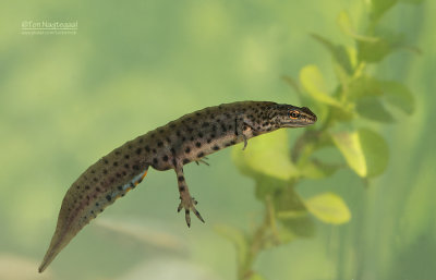 Kleine watersalamander - Smooth Newt - Lissotriton vulgaris