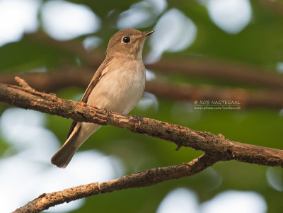 Aziatische Bruine vliegenvanger - Asian Brown Flycatcher - Muscicapa dauurica