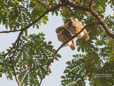 Brahmaanse Steenuil - Spotted Owlet - Athene brama