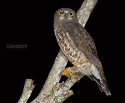 Aziatische Valkuil - Brown Hawk-owl - Ninox scutulata burmanica