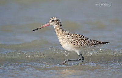 Rosse Grutto - Bar-tailed Godwit - Limosa lapponica