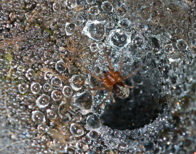 Kleine doolhofspin - Funnelweb Spider - Agelena gracilens