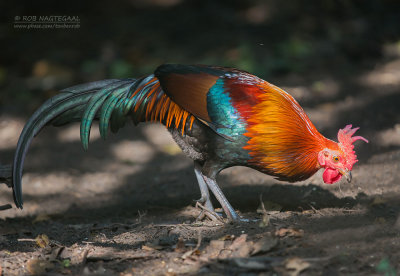 Bankivahoen - Red Junglefowl - Gallus gallus gallus