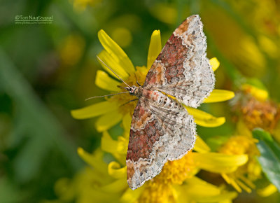 Bruine vierbandspanner - Red Twin-spot Carpet - Xanthorhoe spadicearia