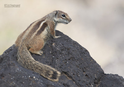 Barbarijse grondeekhoorn - Barbary ground squirrel - Atlantoxerus getulus