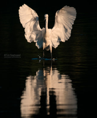 Kleine zilverreiger - Little Egret - Egretta Garzetta