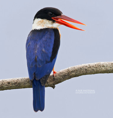 Zwartkap ijsvogel - Black-capped kingfisher - Halcyon pileata