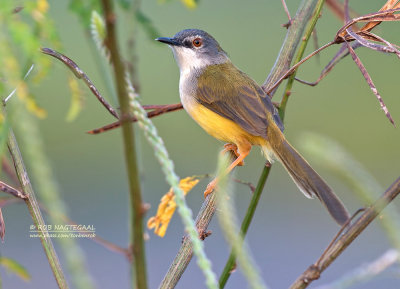 Geelbuikprinia - Yellow-bellied Prinia - Prinia flaviventris