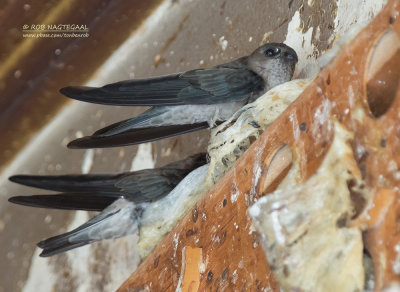 Oustalets Salangaan - Germains Swiftlet - Aerodramus germani