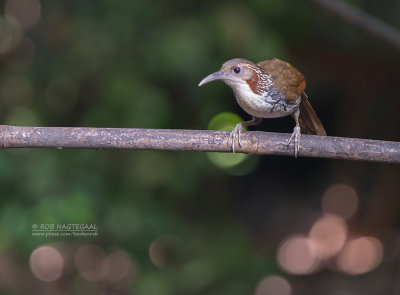 Tree-Babblers, Scimitar-Babblers, and Allies
