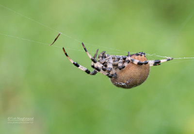 Viervlekwielwebspin - Four-spot orb weaver - Araneus quadratus