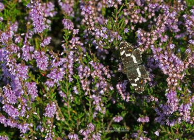 Landkaartje - Map Butterfly - Araschnia levana