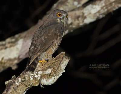 Aziatische Valkuil - Brown Hawk-owl - Ninox scutulata burmanica