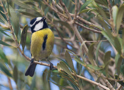 Afrikaanse Pimpelmees - African Blue Tit - Cyanistes degener