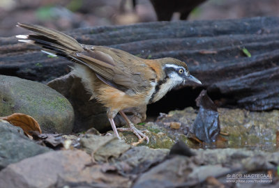 Witbeflijstergaai - Lesser Necklaced Laughingthrush - Garrulax monileger