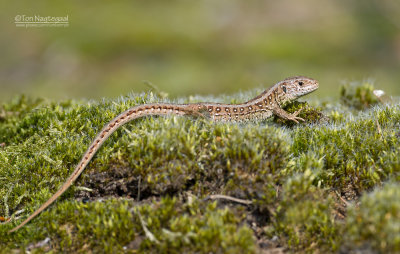 Zandhagedis - Sand Lizard - Lacerta agillis