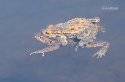 Gewone pad - Common toad - Bufo bufo