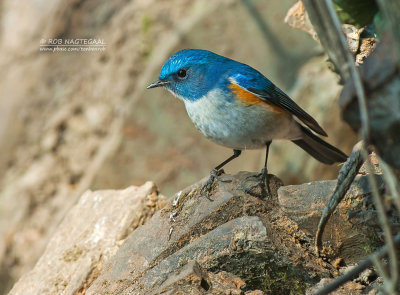 Himalayablauwstaart - Himalayan Bush-Robin - Tarsiger rufilata