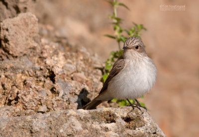 Mediterrane vliegenvanger - Mediterranean Flycatcher - Musicapa tyrrhenica ssp balearcia