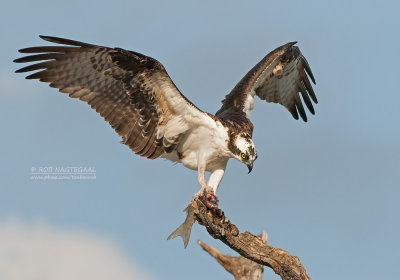 Visarend - Osprey - Pandion haliaetus