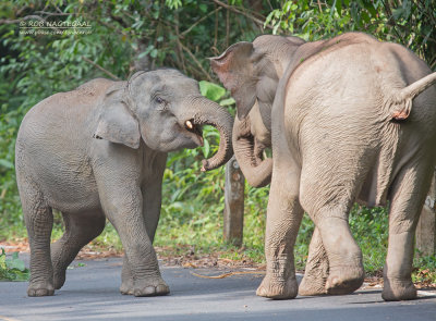 Indische olifant - Indian Elephant - Elephas maximus indicus