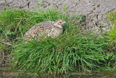 Fazant - Pheasant - Phasianus colchicus