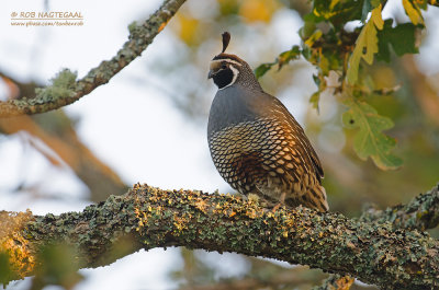 Californische Kuifkwartel - California Quail - Callipepla californica