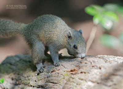 Grijsbuikeekhoorn - Gray-bellied squirrel - Callosciurus caniceps