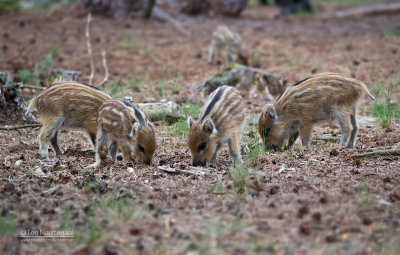 Zwijn - Wild boar - Sus scrofa 